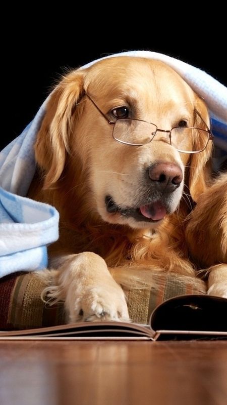 Cat And Dog - Reading Book - Dog - Animals Wallpaper