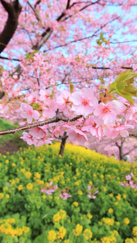 Spring | Pink Spring | Tree Wallpaper