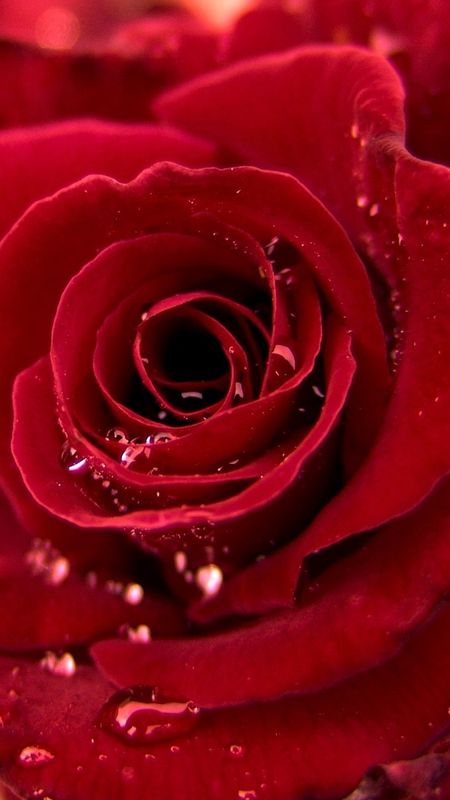 Hd Rose Flower - Love - Valentines - Red Rose Wallpaper
