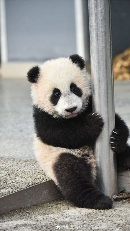Panda | Cute | Cute Panda Wallpaper