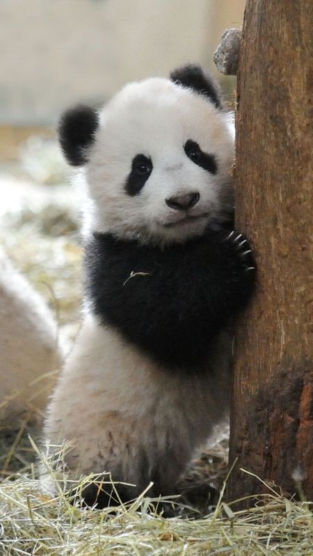 Panda | Adorable Panda Wallpaper