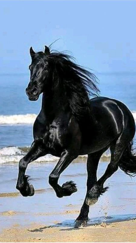 Black Horse | Black | Dark Black Wallpaper