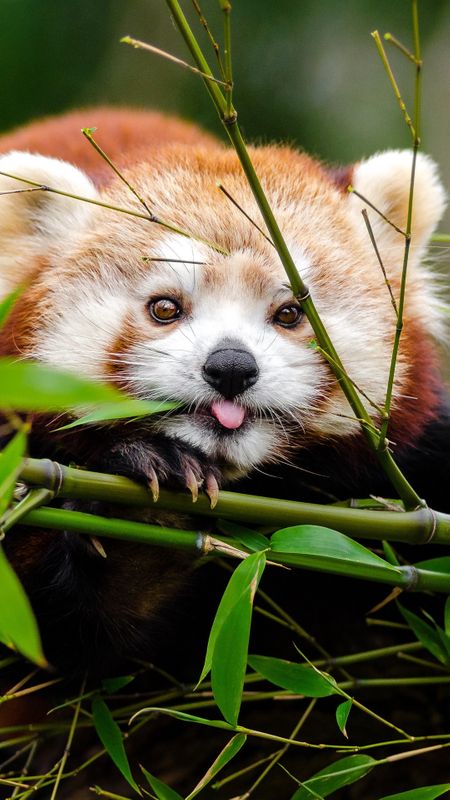 Red panda Tongue Wallpaper