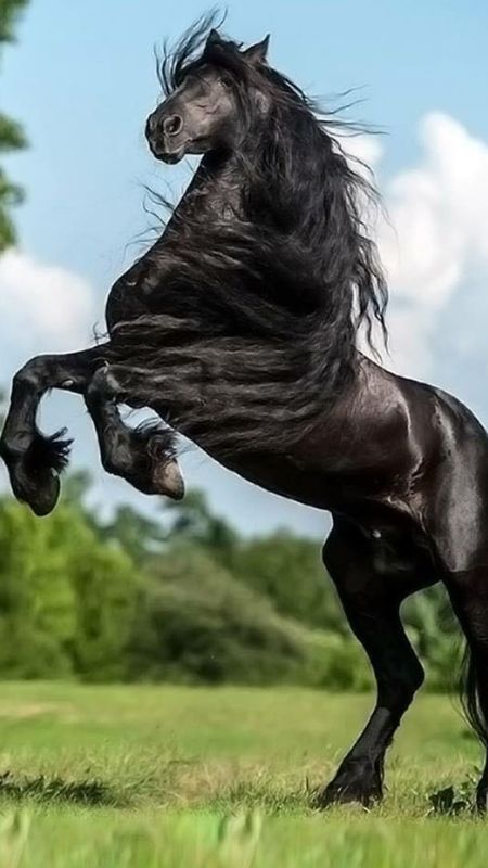 Black Horse | Dark Black Horse | Black Wallpaper
