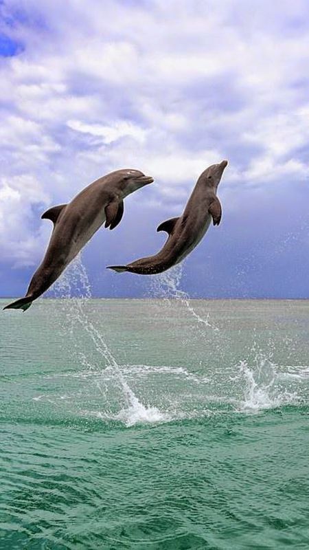 Dolphin | Beautiful | Dolphin Beautiful Wallpaper
