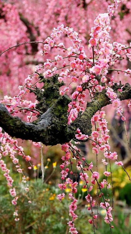 Spring | Adorable Season Flower Wallpaper