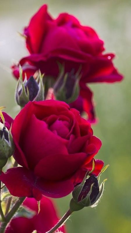 Beautiful Red Rose Flower | Flower Wallpaper