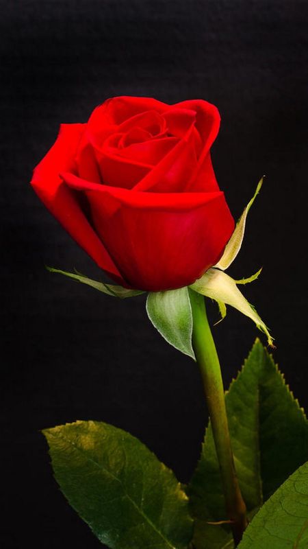 Red Rose | Red Colour Rose Wallpaper