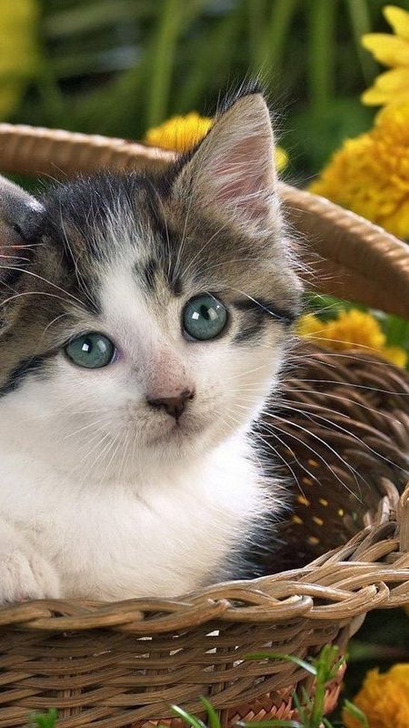 Cat And Dog - Basket - Kitten Wallpaper