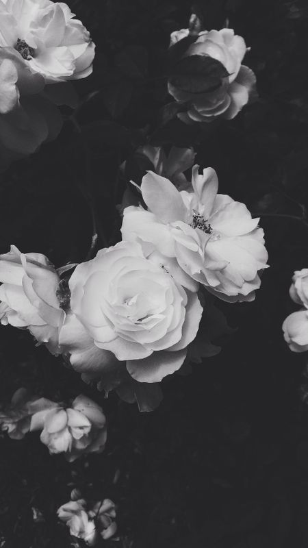 Black Aesthetic | Roses Wallpaper