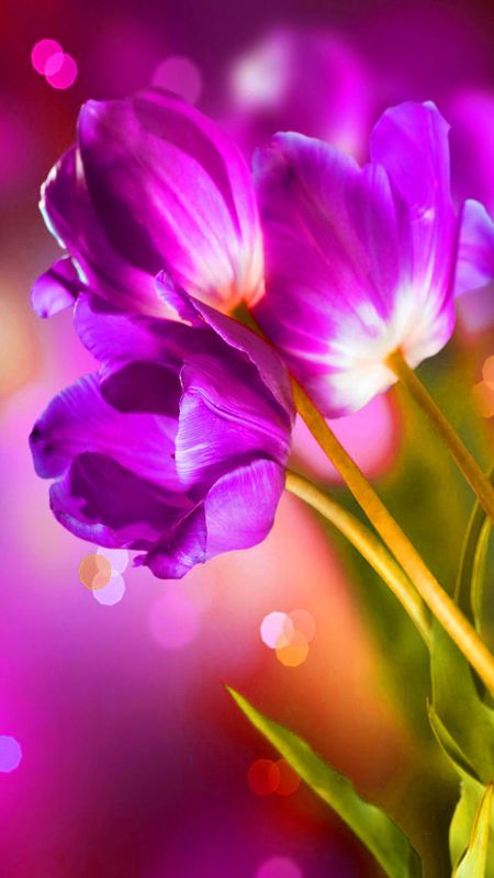 HD colourful Flower Wallpaper