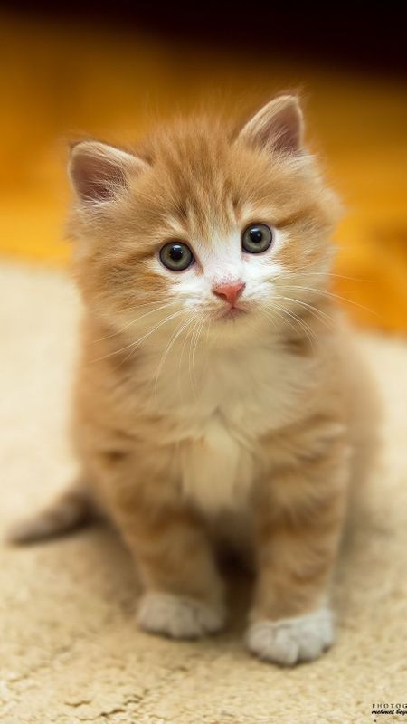 Cute Baby Cat | Baby Inocent Cute Cat | Adorable Cat Wallpaper