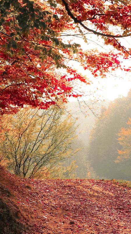 Autumn season tree Wallpaper