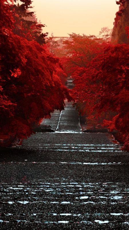 Red tree road view Wallpaper