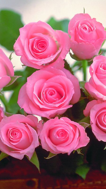 Best Love - Roses - Pink Flowers Wallpaper Download | MobCup