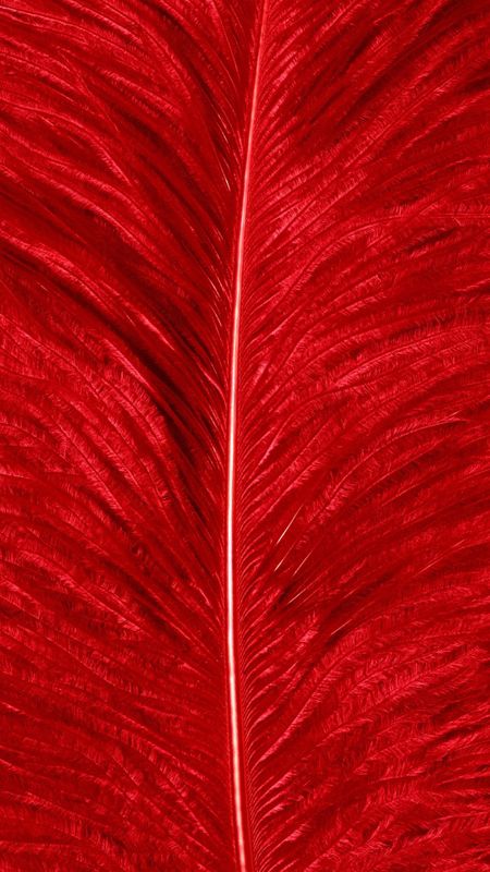 Red Colour | Red Colour Feather | Blood Red Colour Wallpaper