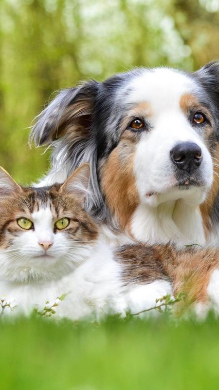 Cat And Dog - Nature Background - Pets Wallpaper