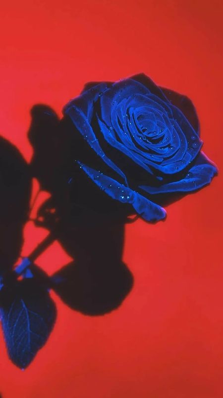 Blue And Red | Rose Wallpaper