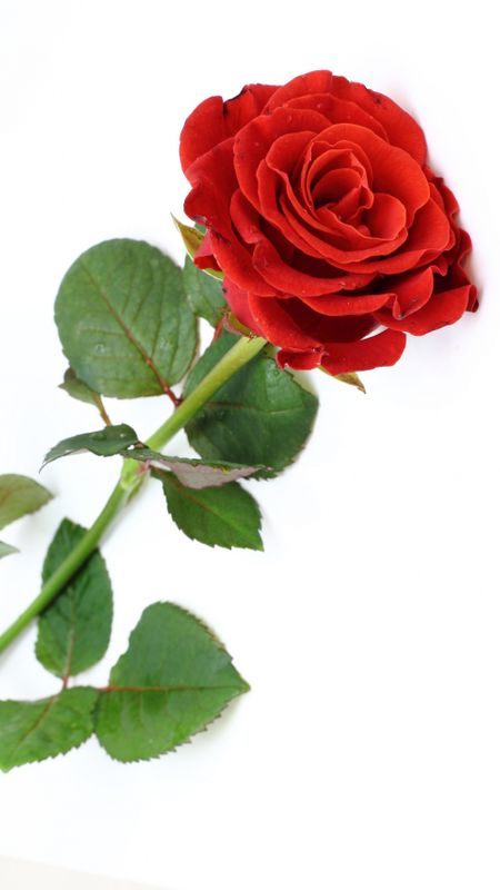 Rose | Adorable Rose Wallpaper