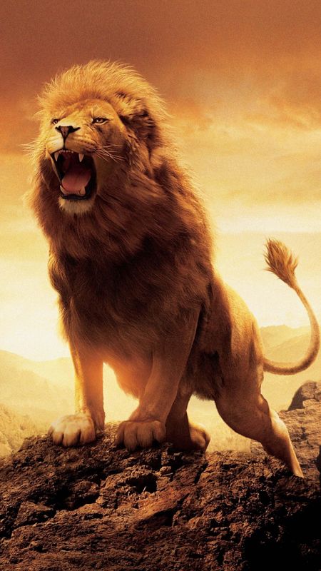 Danger Lion - Roaring - Lion Wallpaper