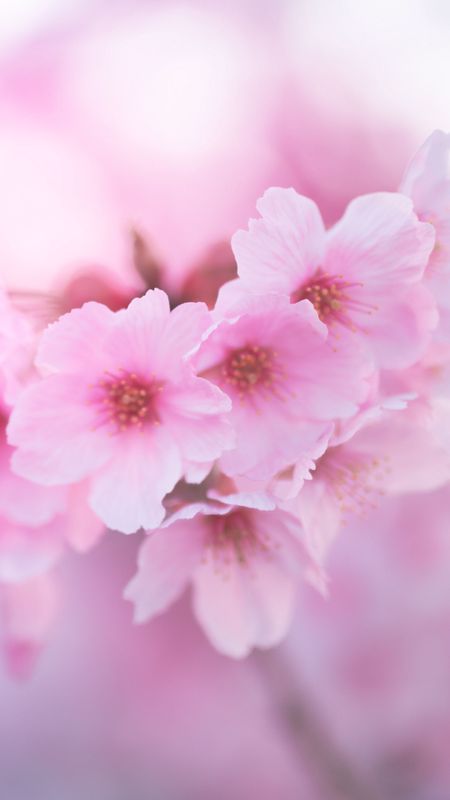 Pink Flower | Adorable Spring Wallpaper