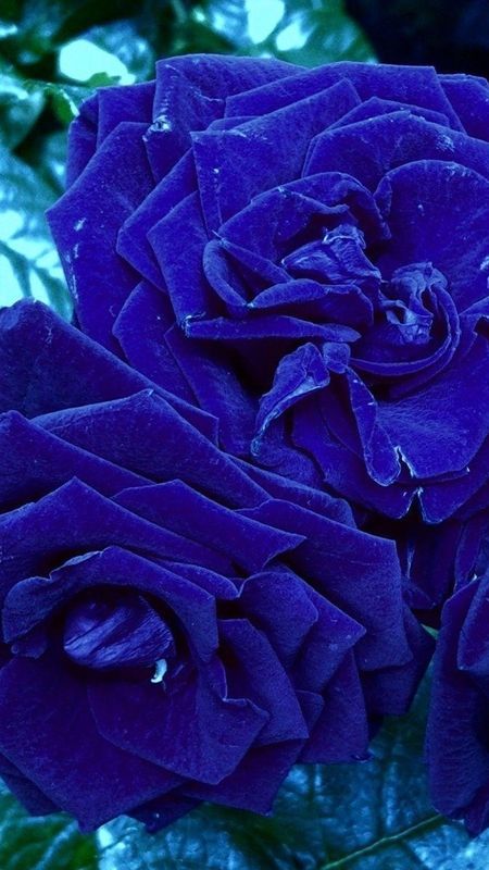 Blue Rose - Blue - Flowers - Nature Wallpaper
