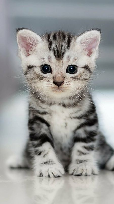 Cute Baby Cat | Cute Cat | Kitten Wallpaper