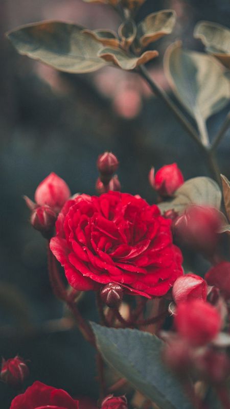 Red Rose Wallpaper