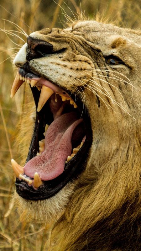 Lion Grin Wallpaper