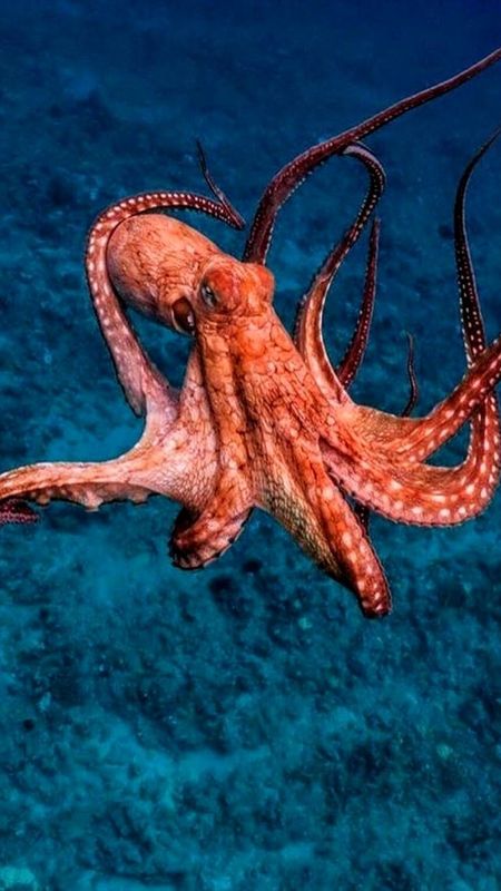 Octopus | Adorable Wallpaper