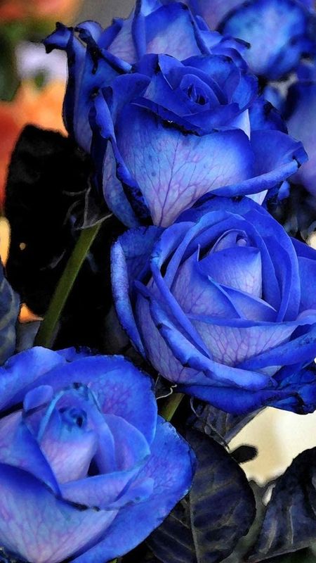 Blue Rose - Blue - Flowers - Garden Wallpaper