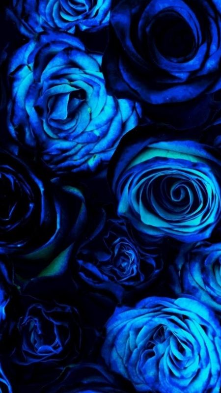 Blue Rose - Pretty Blue - Flowers Background Wallpaper