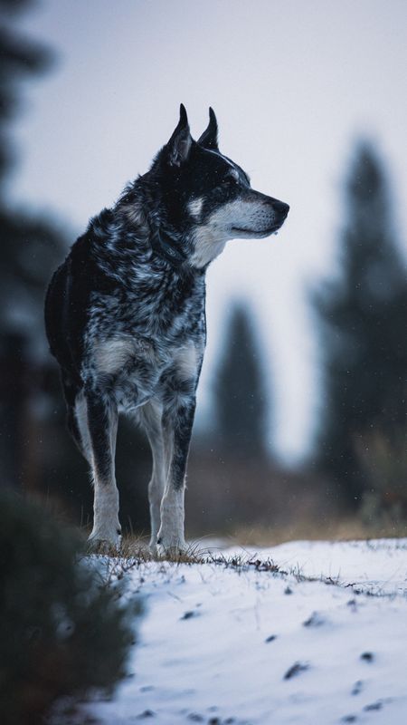 Black Dog in Snow Wallpaper