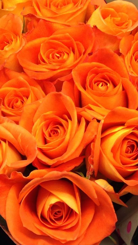 Orange Colour | Orange Colour Rose | Orange Rose Wallpaper