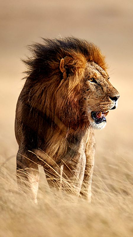 Wild Lion Wallpaper