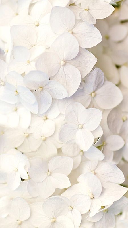 White Flowers | Adorable | White | Flowers Wallpaper