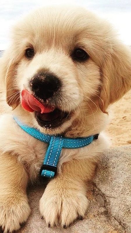 Cute Dog | Cute Puppy Wallpaper