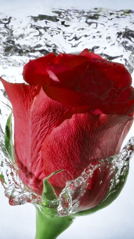 Hd Rose Flower - Rose - Red Flower Wallpaper