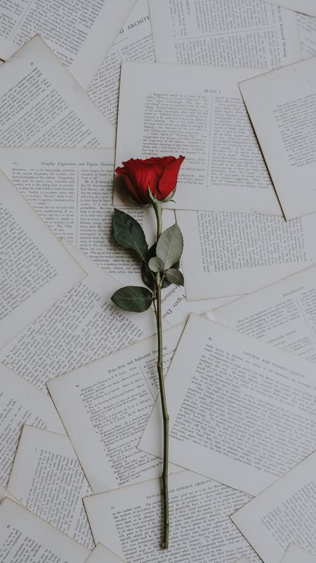 Red rose Wallpaper