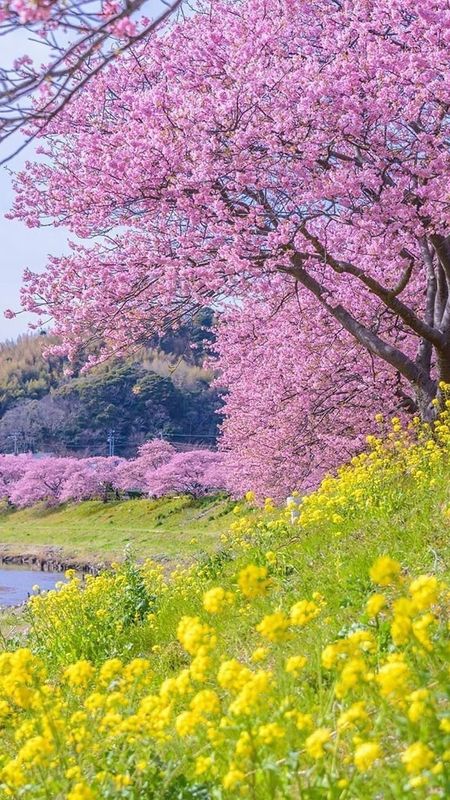 Spring | Flower Tree Wallpaper
