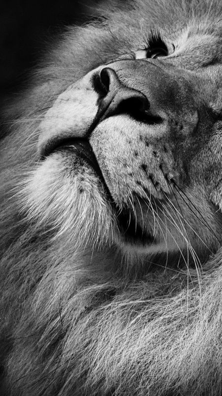 Beautiful Lion Wallpaper