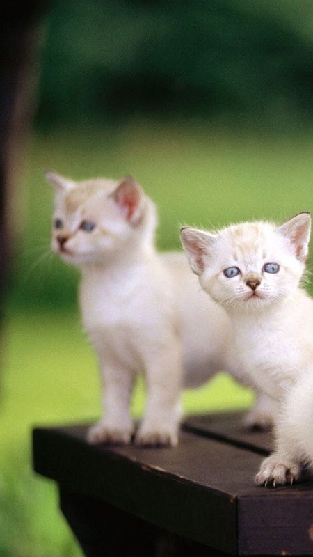 Cute Baby Cat - White Cat - Little Cat Wallpaper