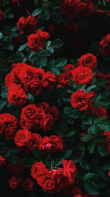 Rose Aesthetic | Red Adorable FLower Wallpaper