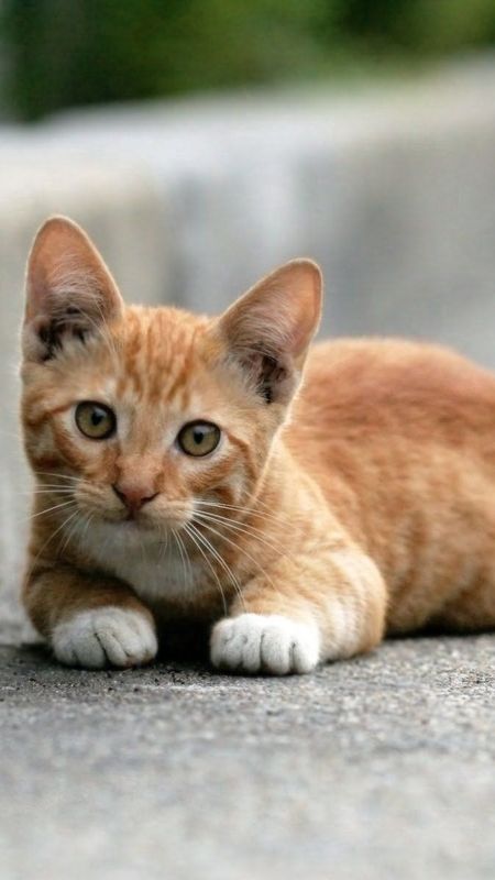 Cat And Dog - Cute Cat - Outdoor Animal Wallpaper