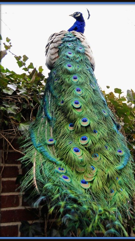 Peacock | Adorable | Adorable Peacock Wallpaper