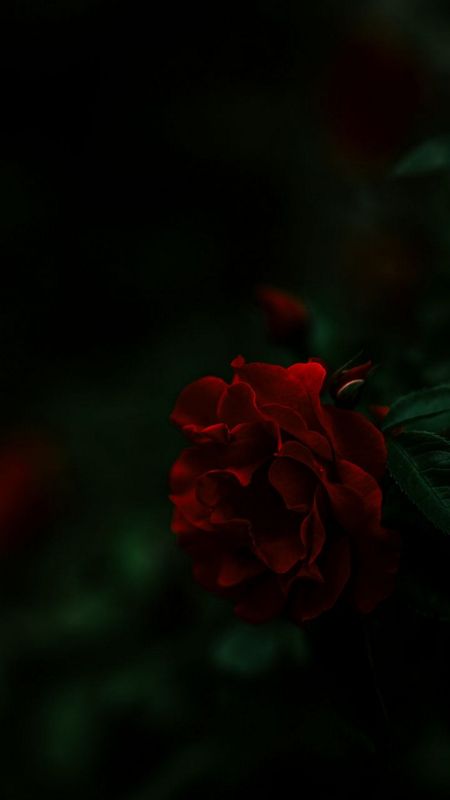 Red rose Wallpaper