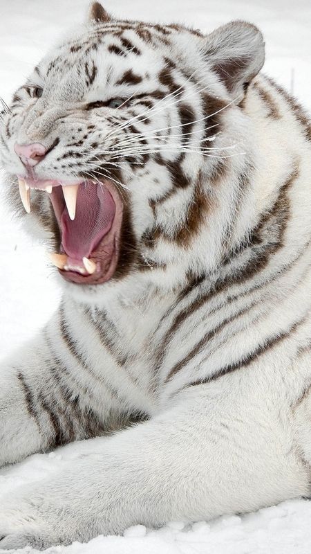 White tiger Wallpaper