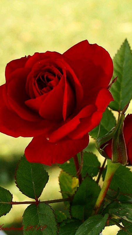 Rose | Red Rose | Beautiful Rose Wallpaper