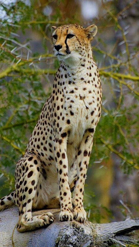 Cheetah | Jungle Animal Wallpaper