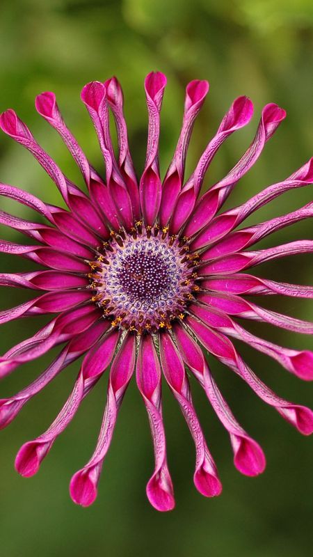 Colourful - Flower Wallpaper